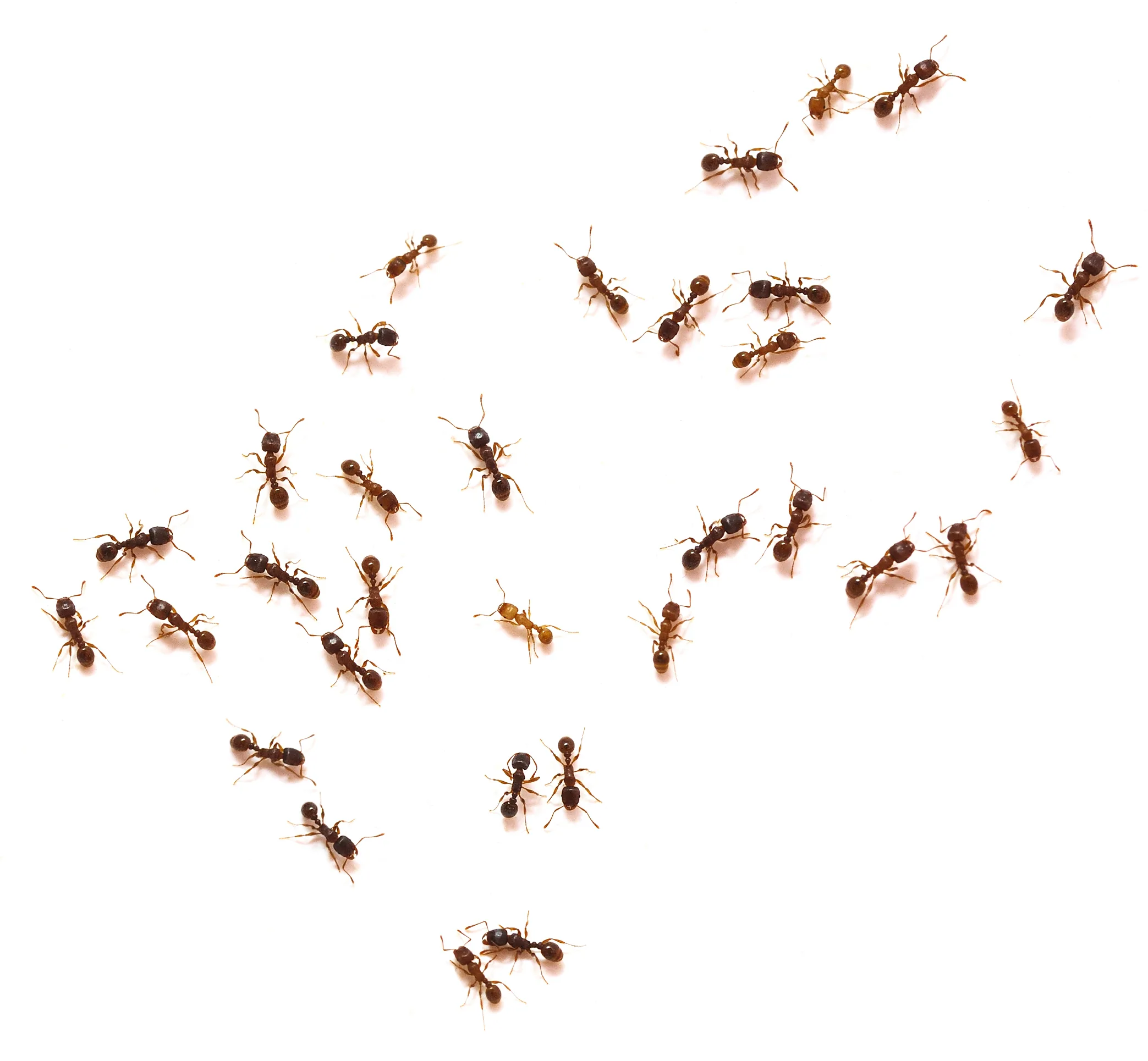 Velvet Ant — Superior Services blog